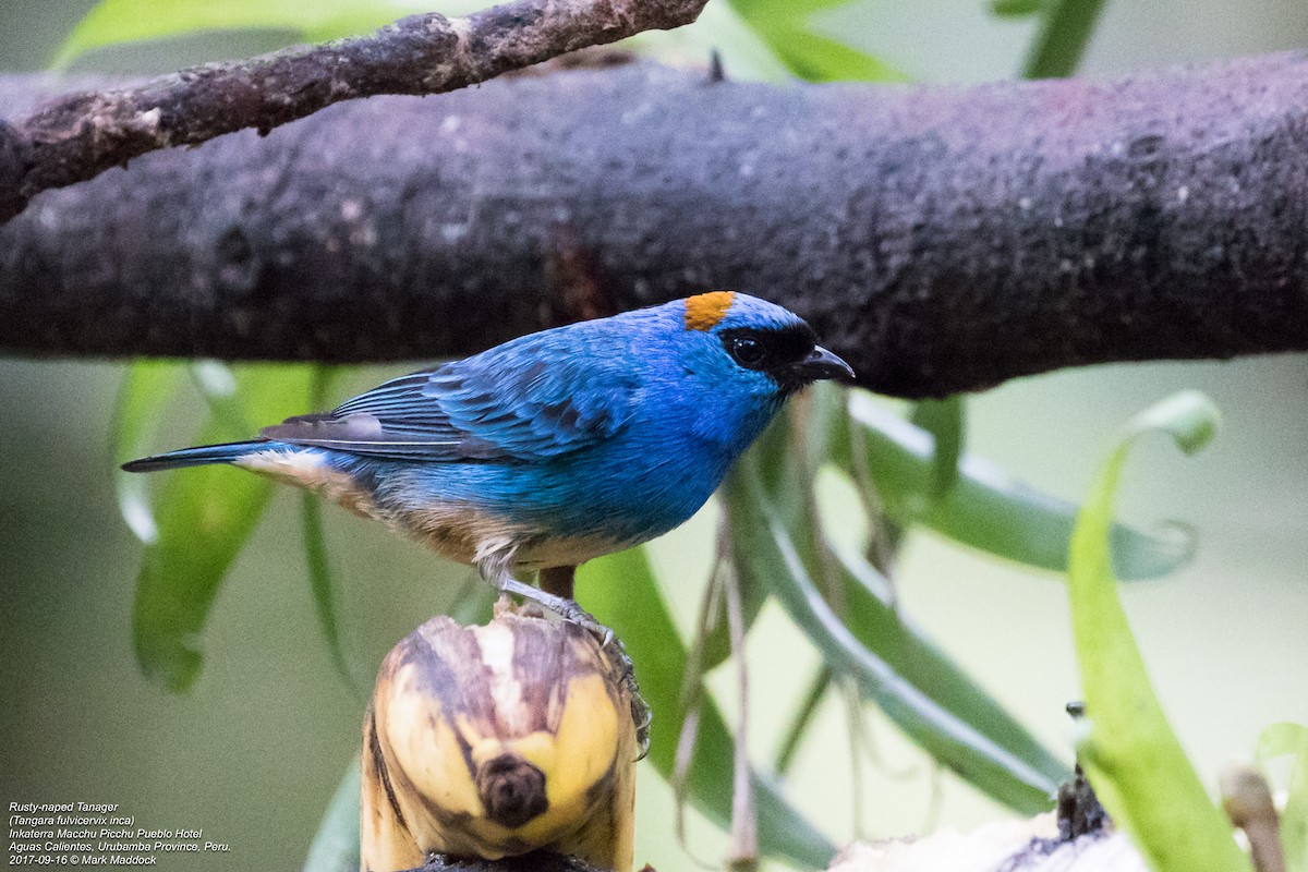 Golden-naped Tanager (Rusty-naped) - Mark Maddock