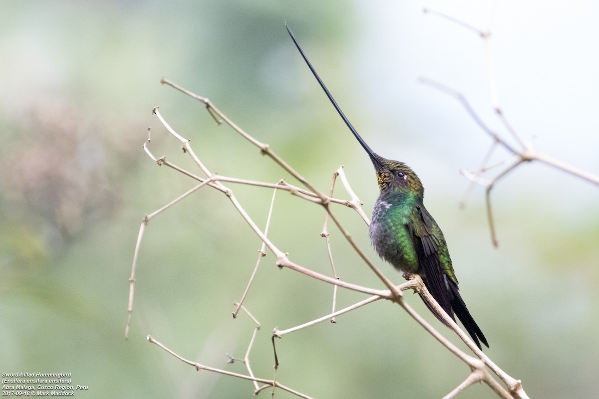 Sword-billed Hummingbird - Mark Maddock