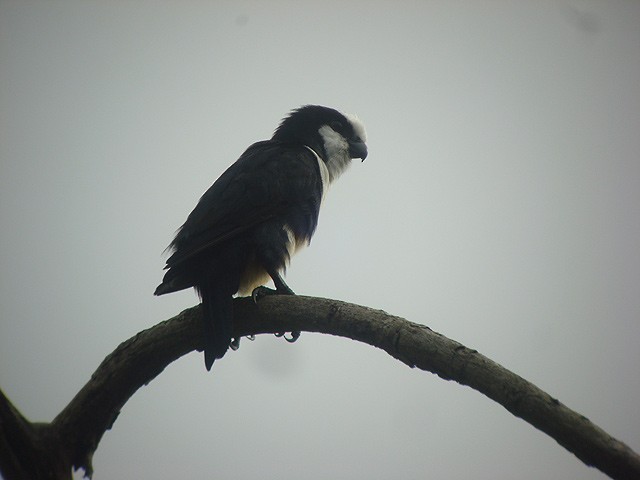 White-fronted Falconet - ML205772121