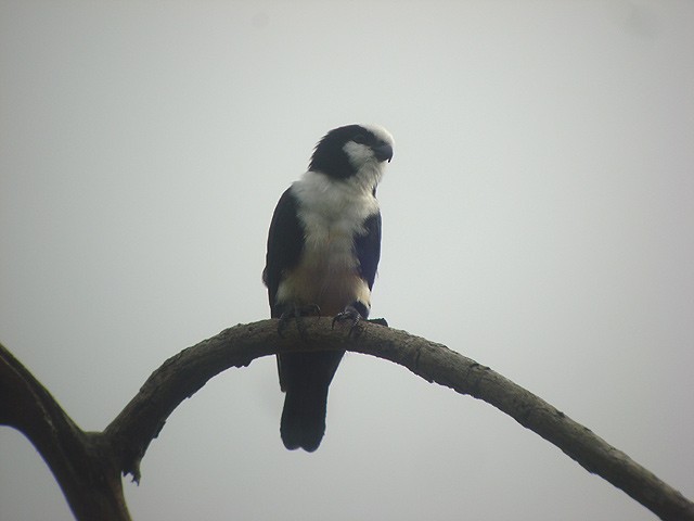 White-fronted Falconet - ML205772131
