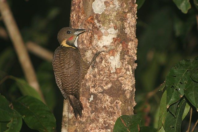 Buff-necked Woodpecker - James Eaton