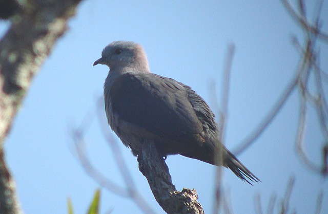 Dark-backed Imperial-Pigeon (Gray-headed) - ML205772281