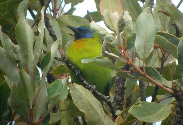 Blue-masked Leafbird - James Eaton