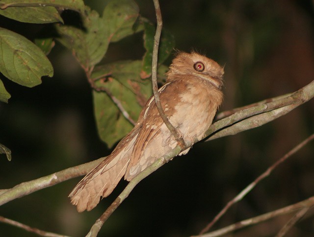 Gould's Frogmouth - ML205772391