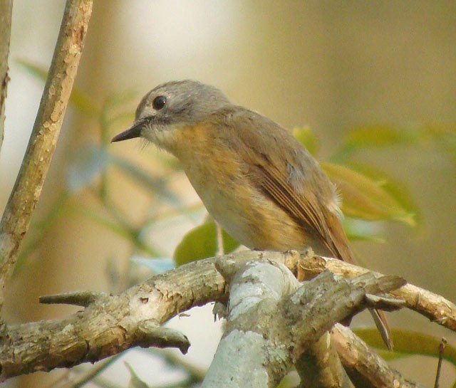 Pale-chinned Flycatcher - ML205772601