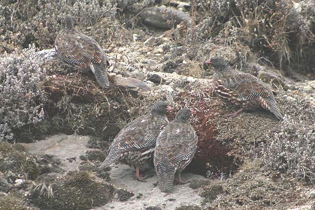 Photos - Snow Partridge - Lerwa lerwa - Birds of the World
