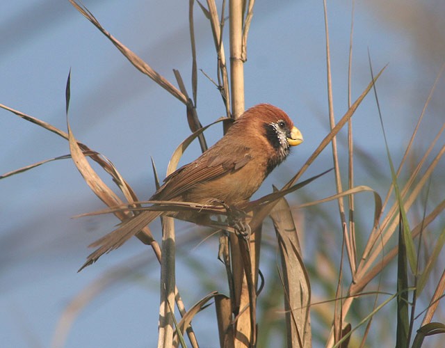 Black-breasted Parrotbill - James Eaton