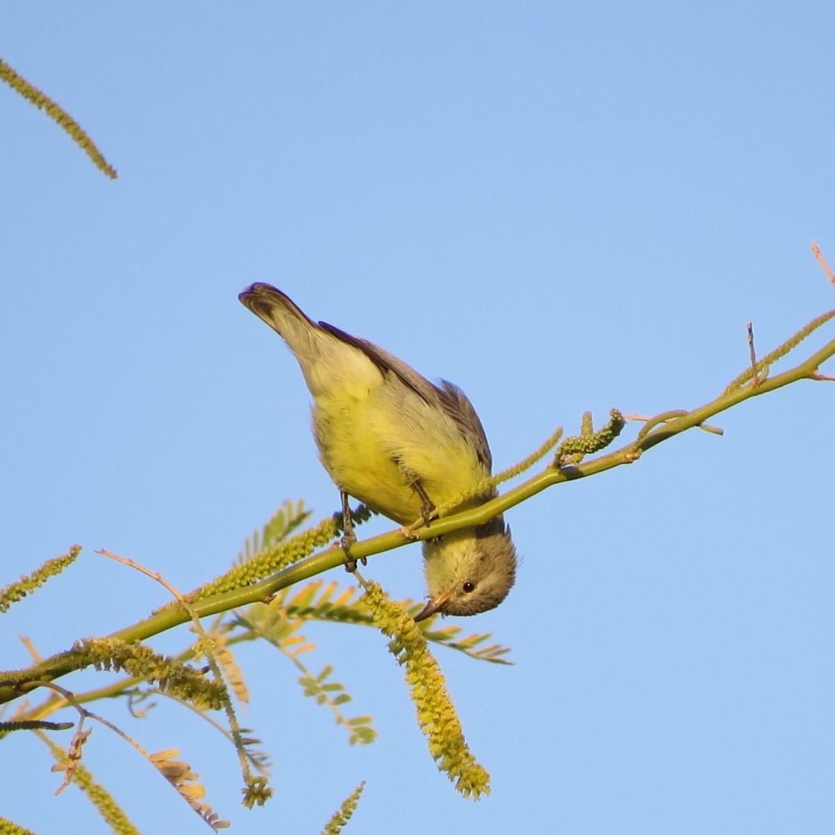 Nile Valley Sunbird - Phil Gregory | Sicklebill Safaris | www.birder.travel