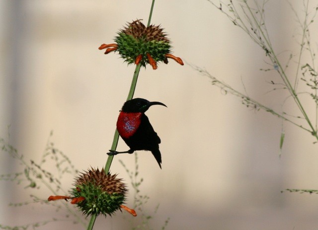 Scarlet-chested Sunbird - Phil Gregory | Sicklebill Safaris | www.birder.travel