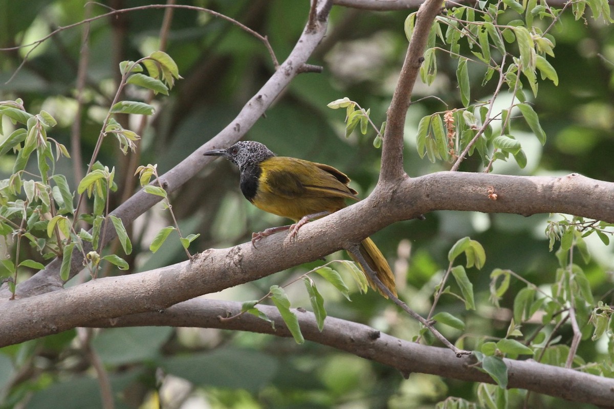 Oriole Warbler - Phil Gregory | Sicklebill Safaris | www.birder.travel