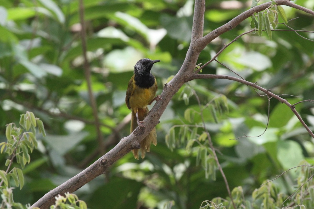 Oriole Warbler - Phil Gregory | Sicklebill Safaris | www.birder.travel