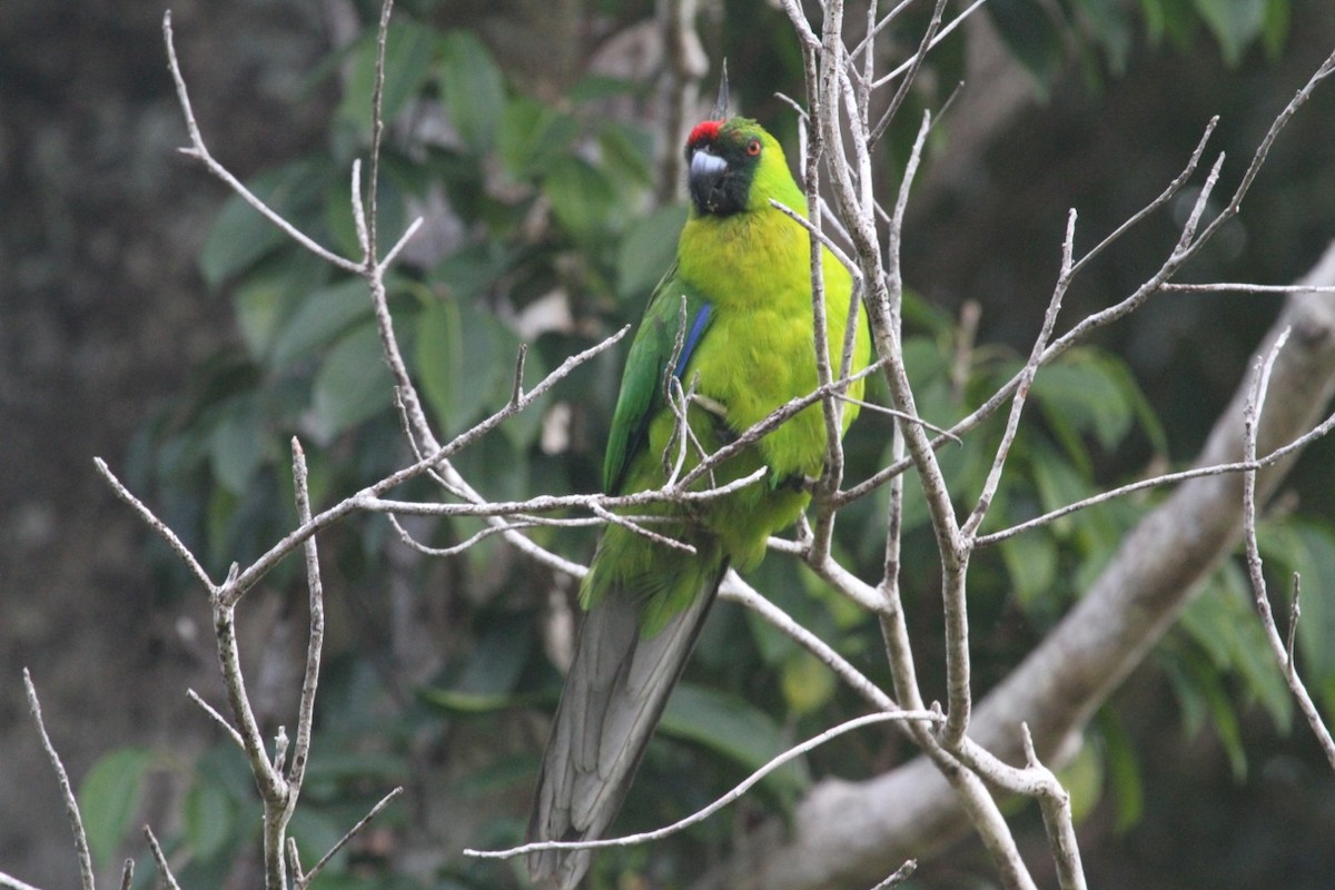 Ouvea Parakeet - Phil Gregory | Sicklebill Safaris | www.birder.travel