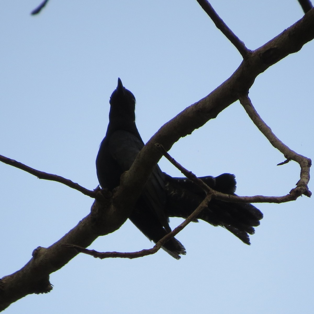 Square-tailed Drongo-Cuckoo - Phil Gregory | Sicklebill Safaris | www.birder.travel