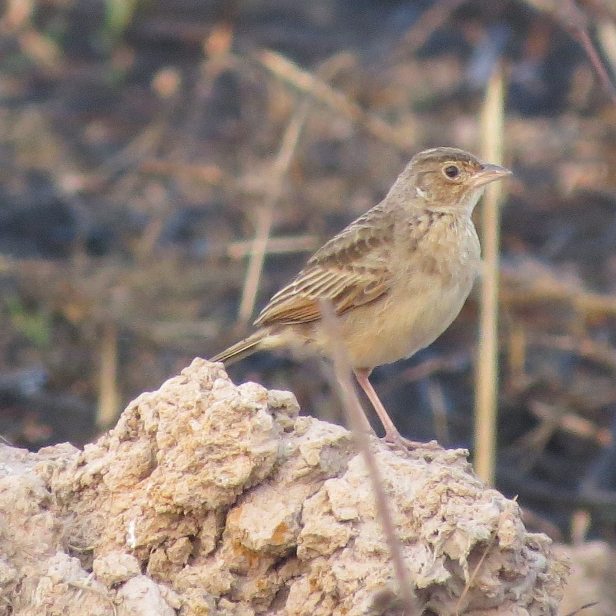 Singing Bushlark (Australasian) - Phil Gregory | Sicklebill Safaris | www.birder.travel