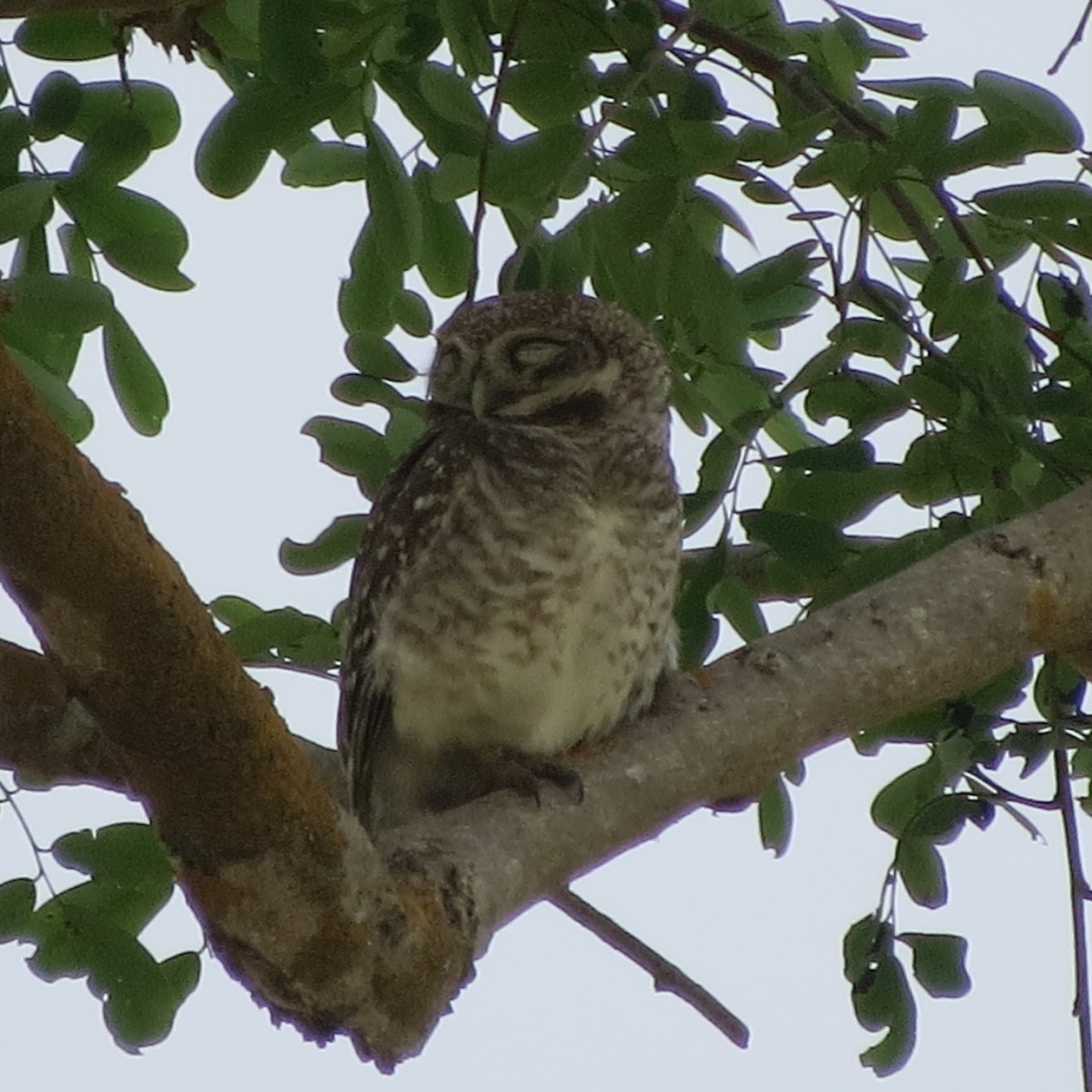 Spotted Owlet - Phil Gregory | Sicklebill Safaris | www.birder.travel