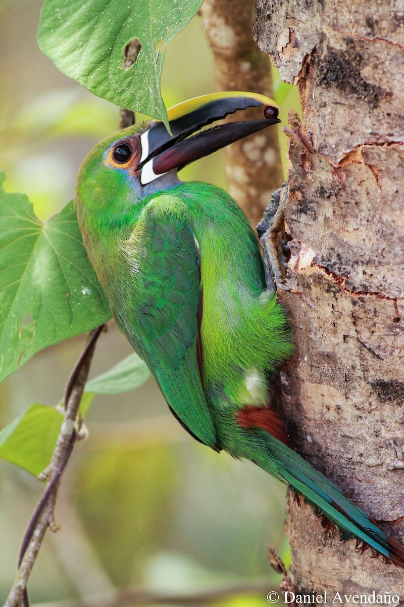 Southern Emerald-Toucanet (Gray-throated) - ML205773361