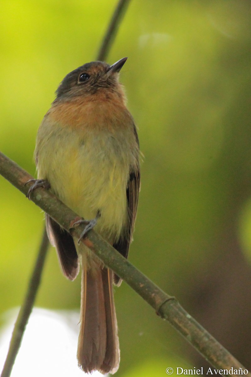 Rufous-breasted Flycatcher - ML205773421