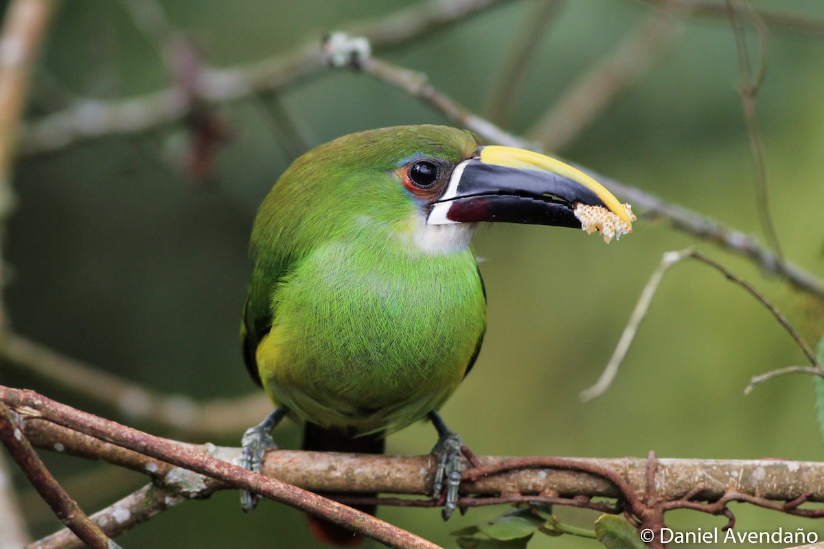 Southern Emerald-Toucanet (Gray-throated) - ML205773481
