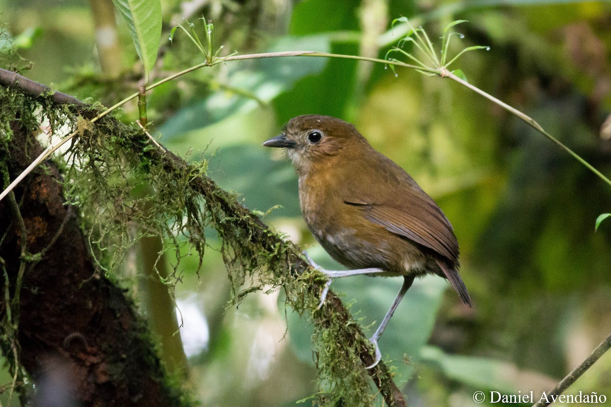 Brown-banded Antpitta - ML205773571