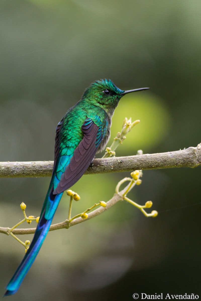 Long-tailed Sylph - ML205773641