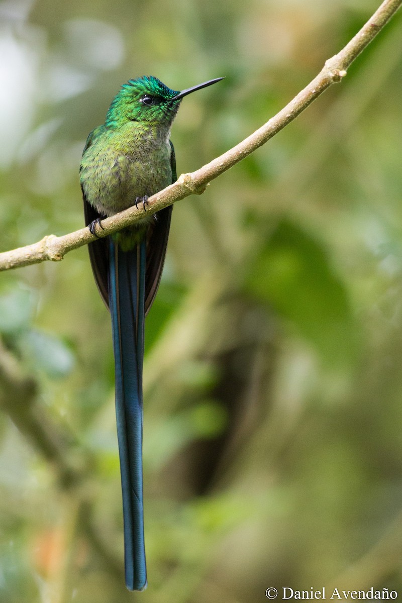 Long-tailed Sylph - ML205773721