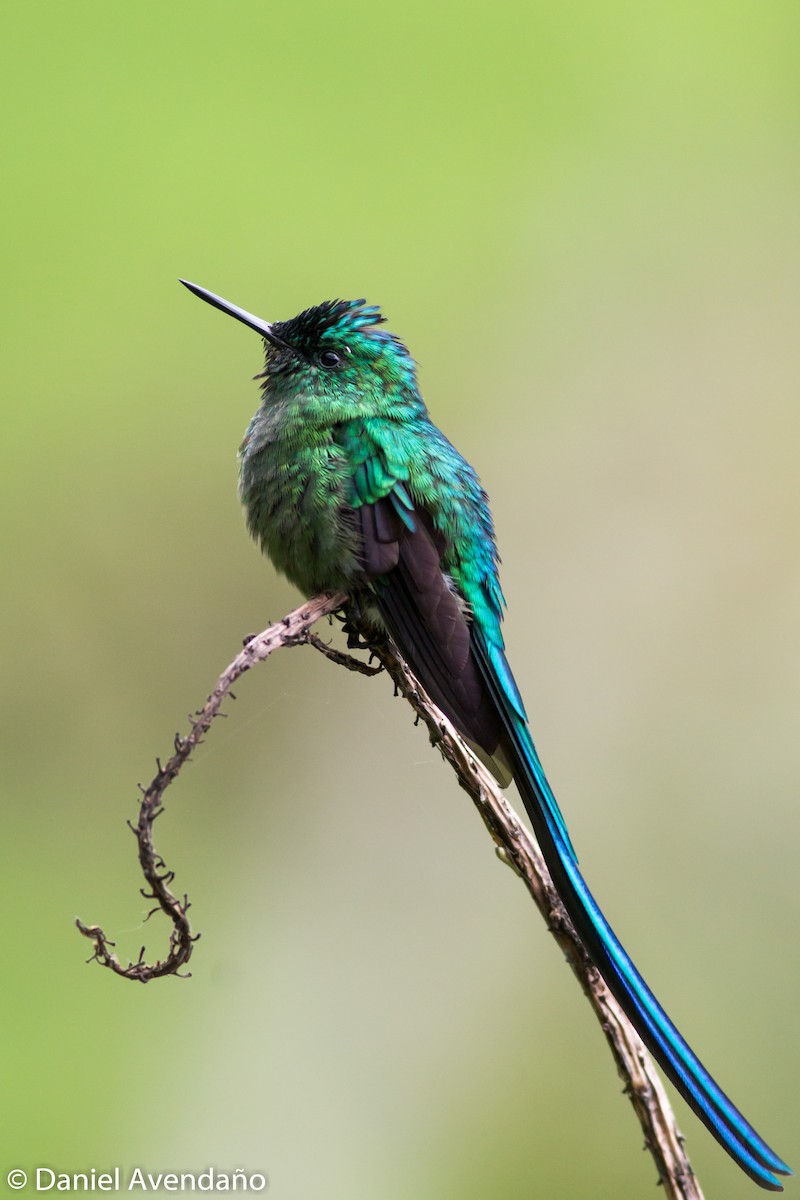 Long-tailed Sylph - ML205773761