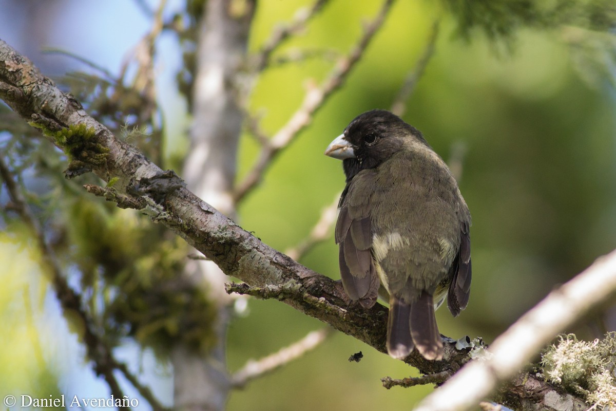 Yellow-bellied Seedeater - ML205773871