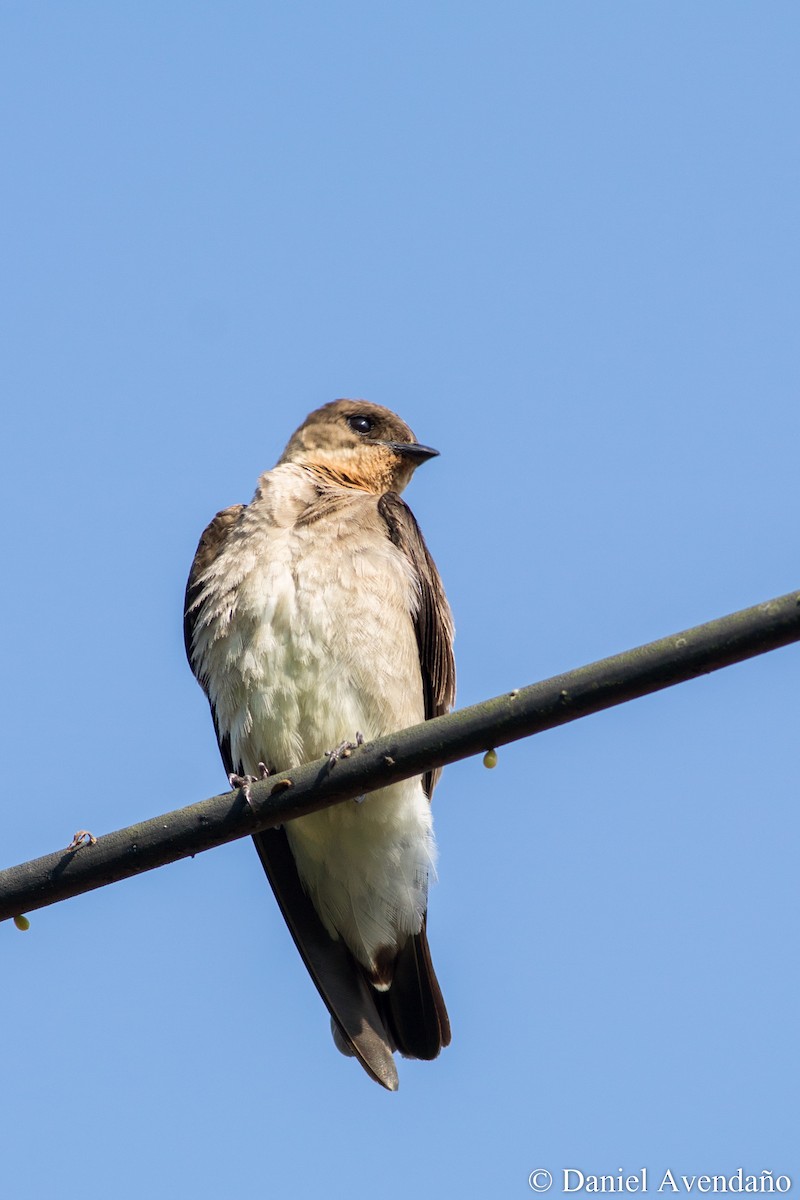 Southern Rough-winged Swallow - Daniel Avendaño