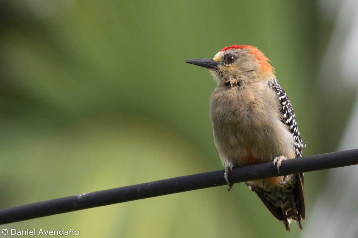 Red-crowned Woodpecker - Daniel Avendaño
