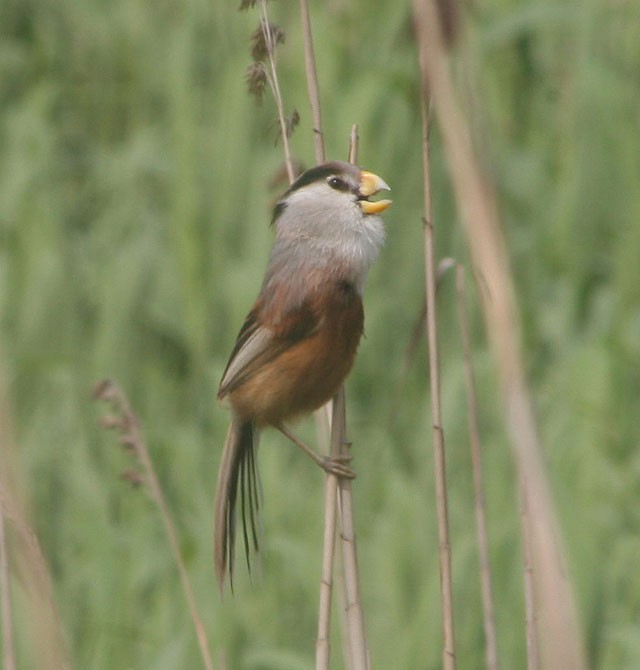 Reed Parrotbill (Reed) - James Eaton