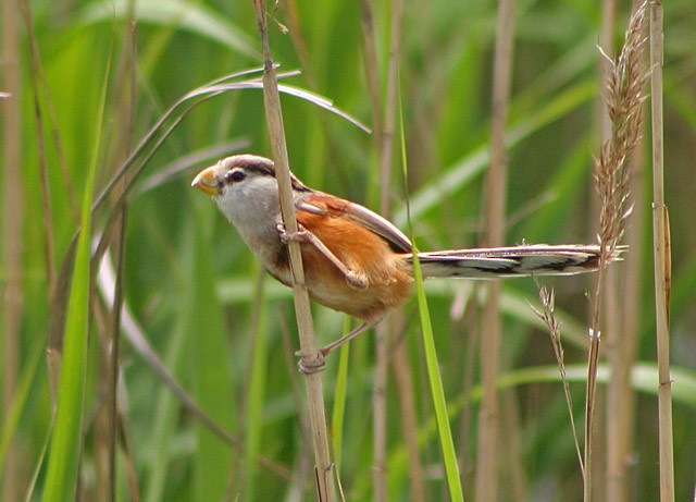 Reed Parrotbill (Reed) - James Eaton