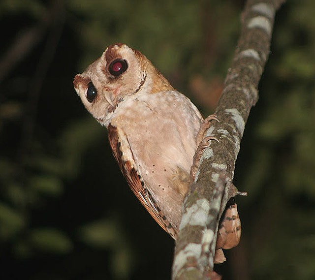 Oriental Bay-Owl - James Eaton
