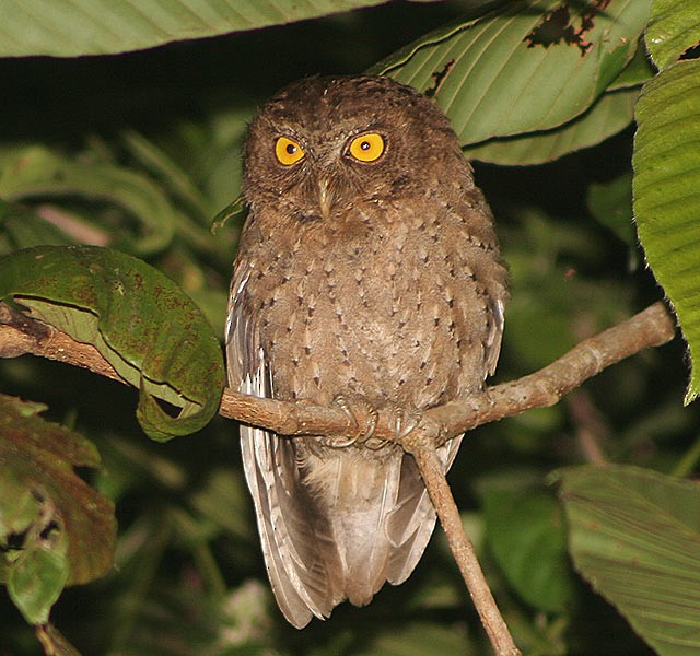 Andaman Scops-Owl - ML205774951