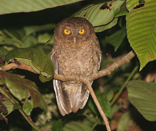 Andaman Scops-Owl - ML205774961