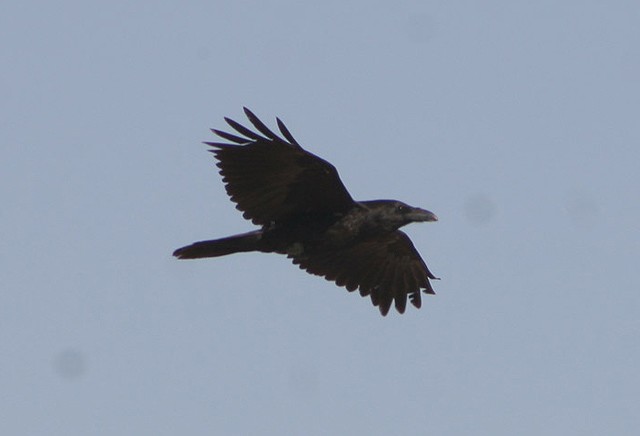 Common Raven - James Eaton
