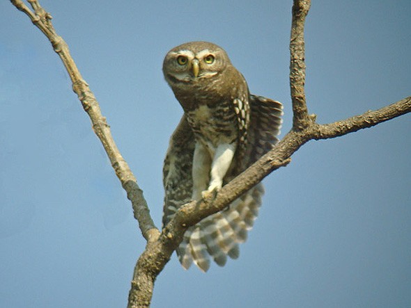 Forest Owlet - ML205775101