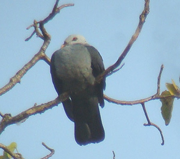 Andaman Wood-Pigeon - James Eaton
