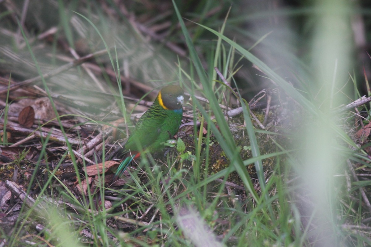 Painted Tiger-Parrot (Eastern) - ML205775391