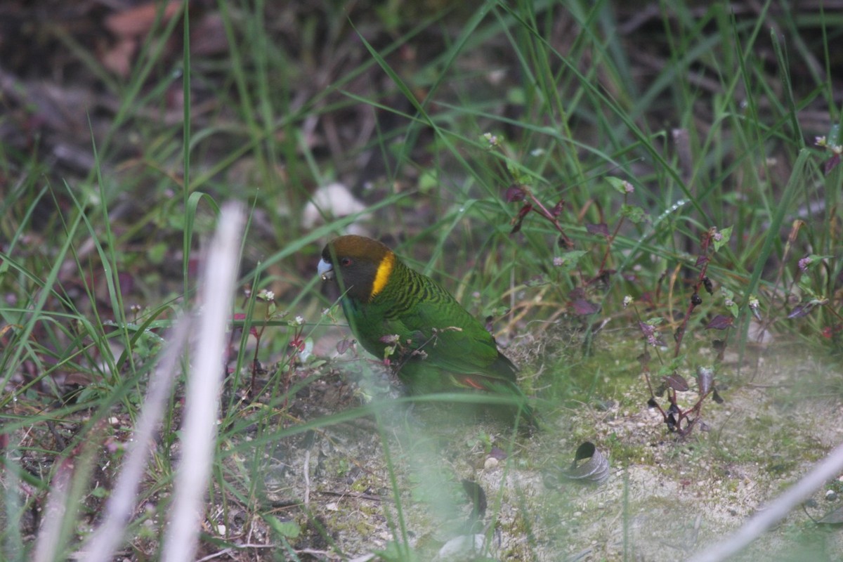 Painted Tiger-Parrot (Eastern) - ML205775401