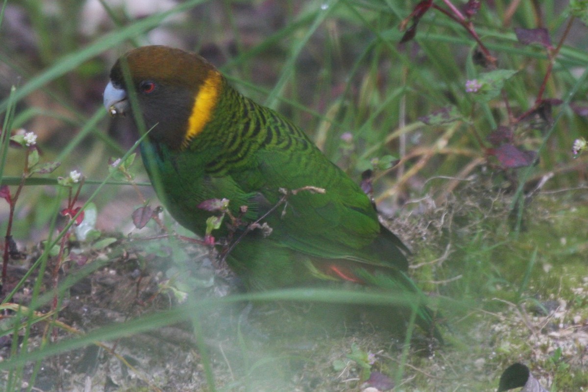 Painted Tiger-Parrot (Eastern) - ML205775411