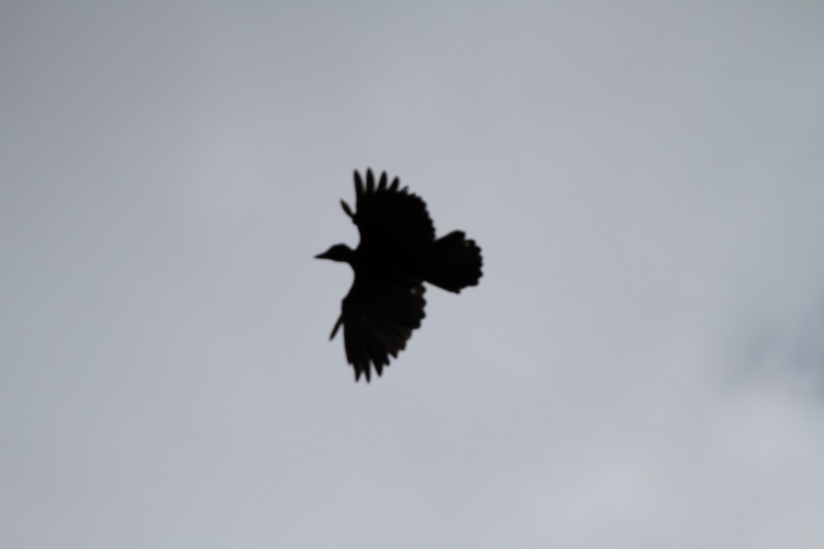 New Caledonian Crow - Phil Gregory | Sicklebill Safaris | www.birder.travel