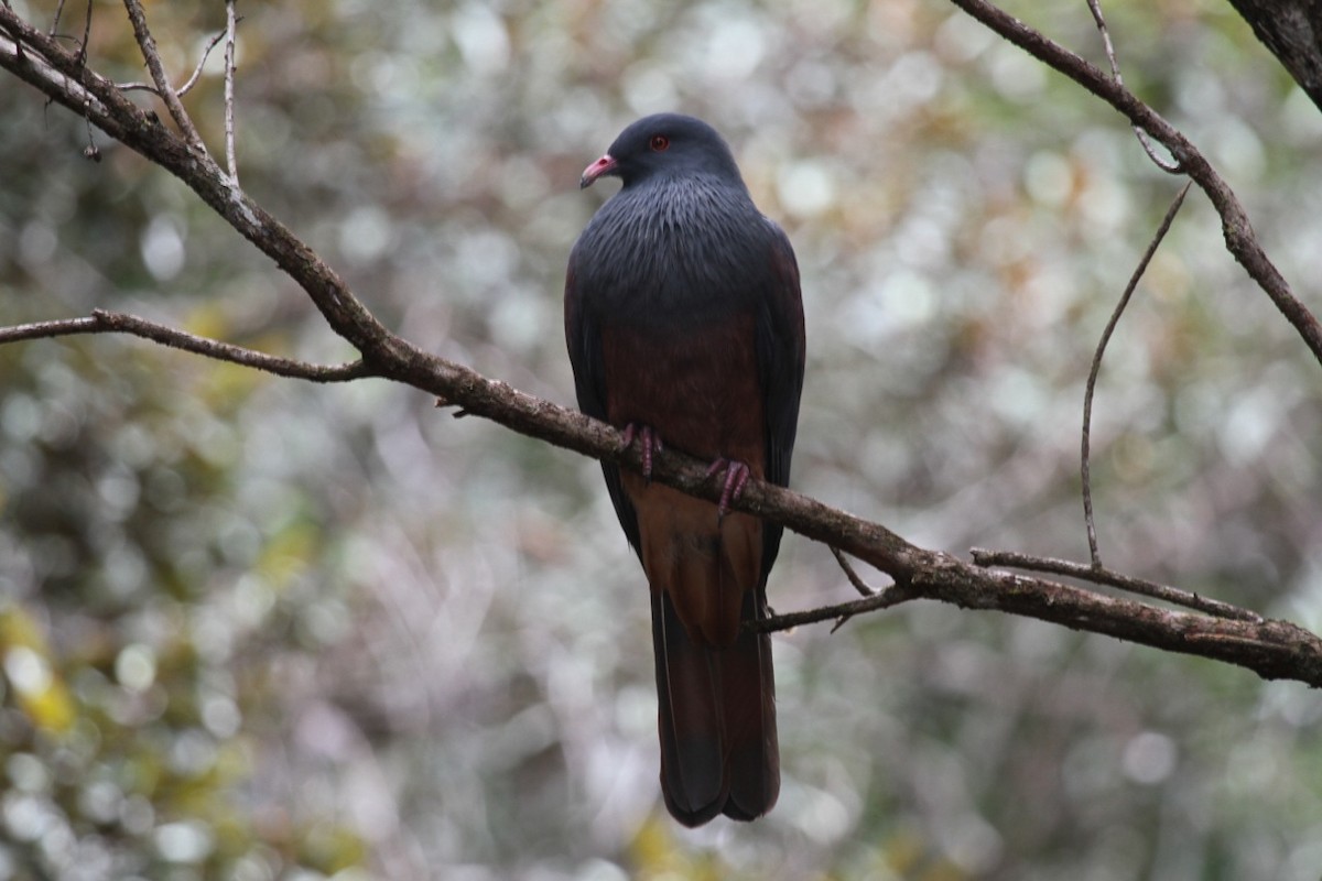 New Caledonian Imperial-Pigeon - Phil Gregory | Sicklebill Safaris | www.birder.travel