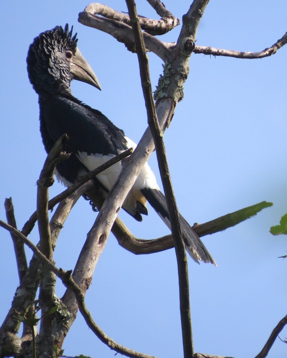 Black-casqued Hornbill - Phil Gregory | Sicklebill Safaris | www.birder.travel