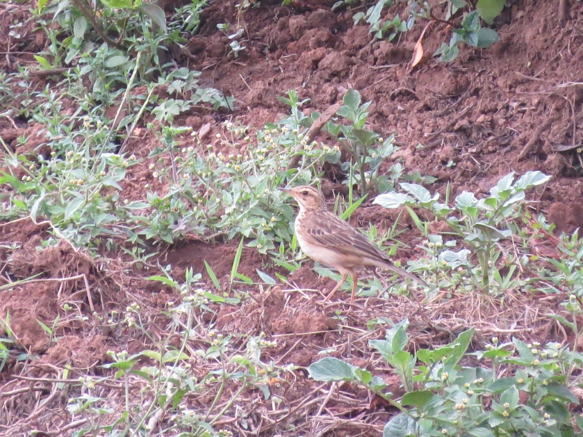 African Pipit (Jackson's) - ML205775571