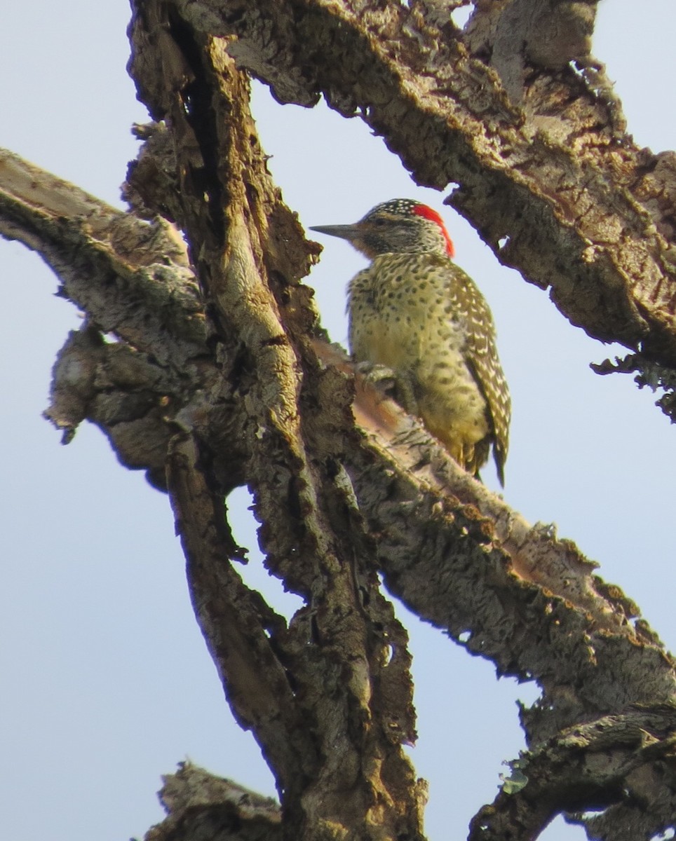 Nubian Woodpecker - ML205775601