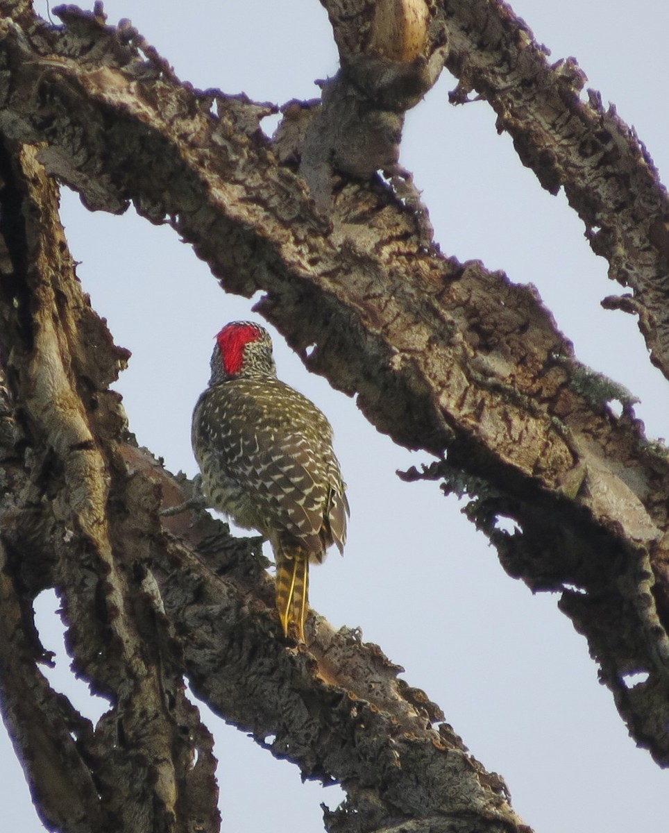 Nubian Woodpecker - Phil Gregory | Sicklebill Safaris | www.birder.travel
