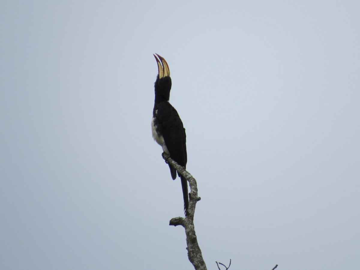 Congo Pied Hornbill - Phil Gregory | Sicklebill Safaris | www.birder.travel