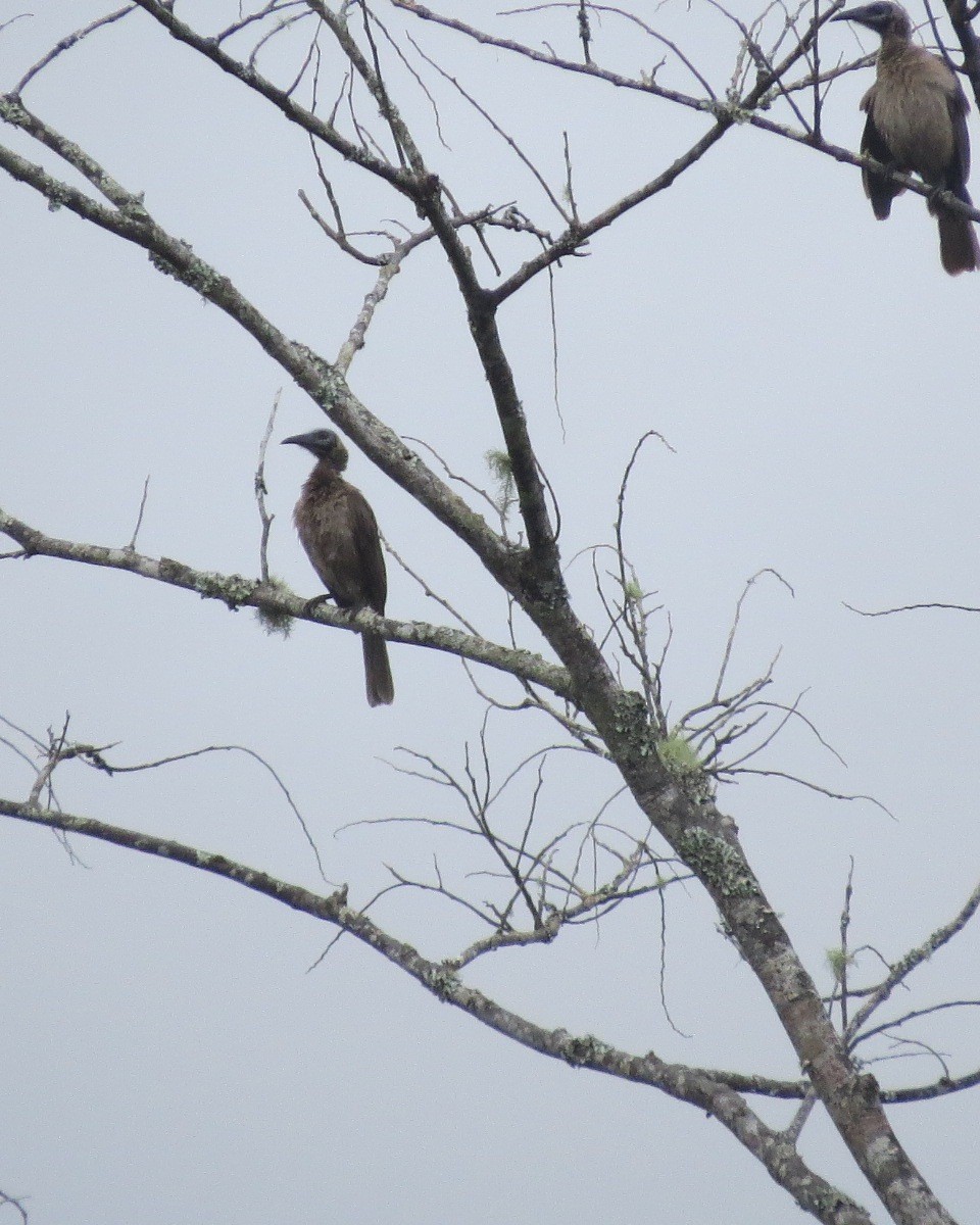 Helmeted Friarbird (New Guinea) - ML205775741