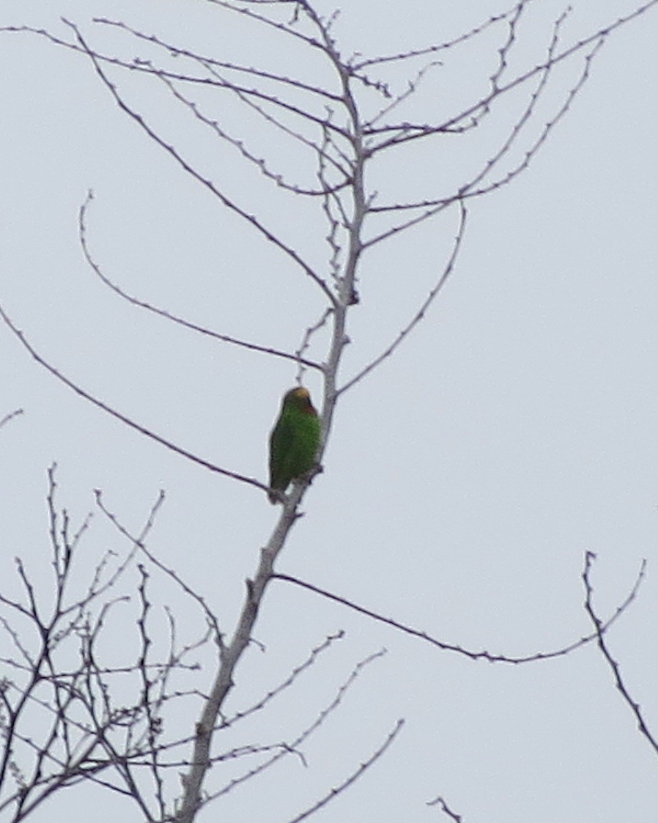 Papuan Hanging-Parrot - Phil Gregory | Sicklebill Safaris | www.birder.travel