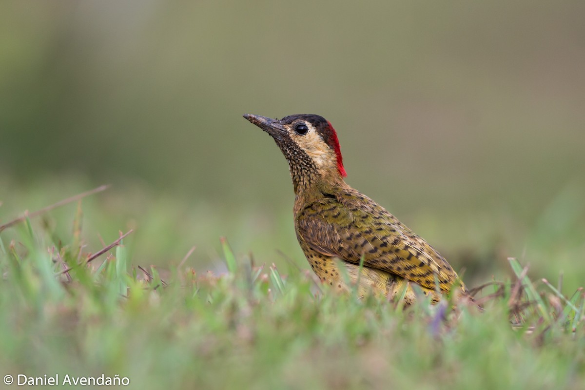Spot-breasted Woodpecker - Daniel Avendaño